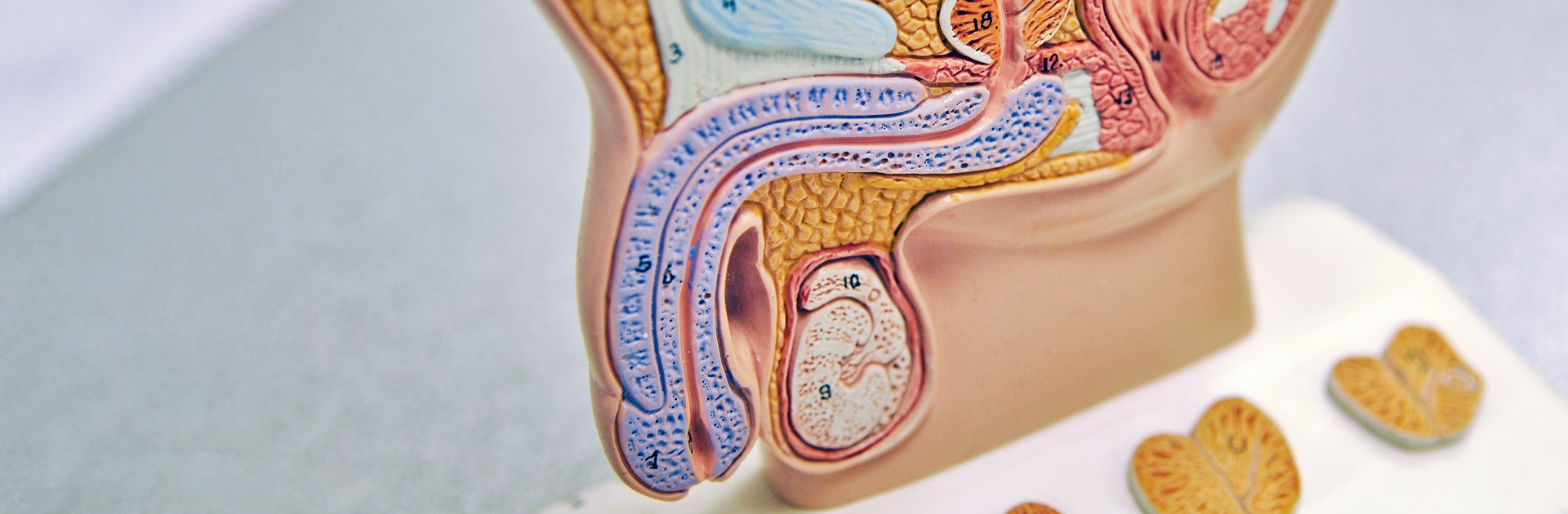 Urologisches Modell